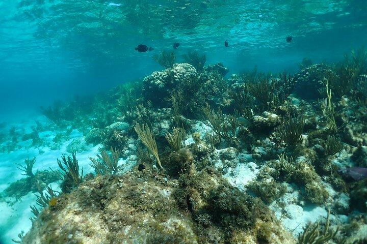 Stingray City Sandbar, Snorkel, Star fish Beach (Family operated)