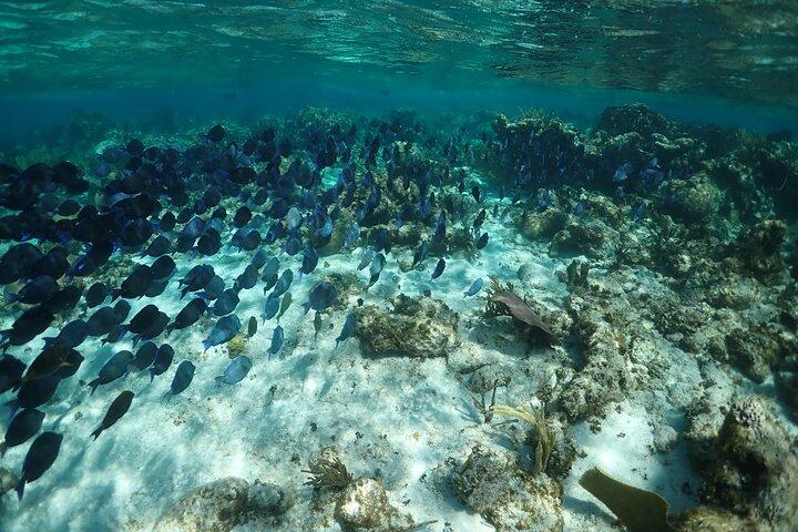 Stingray City Sandbar, Snorkel, Star fish Beach (Family operated)