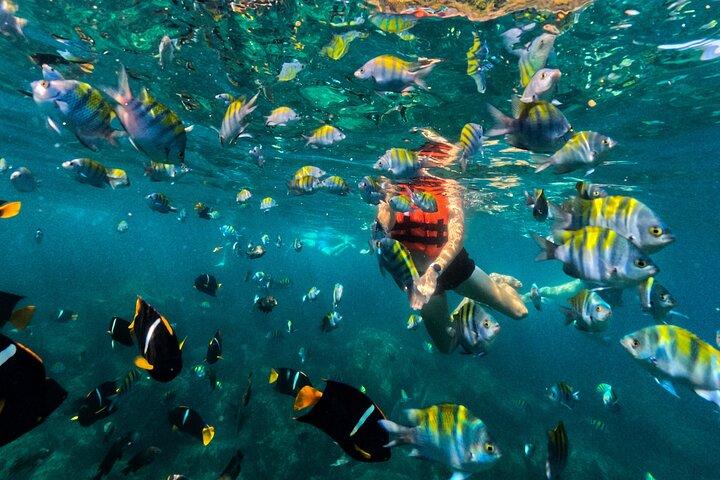 Puerto Vallarta: Tropical Fish Snorkeling and Zipline Tour