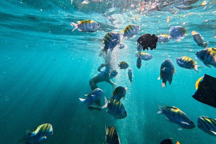 Puerto Vallarta: Tropical Fish Snorkeling and Zipline Tour