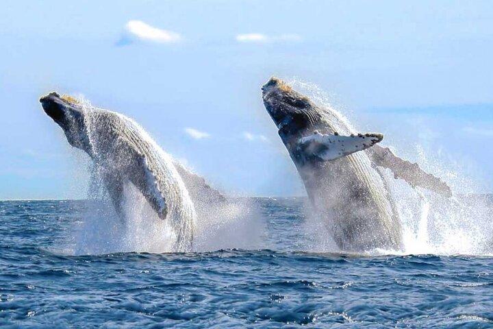 Whale Watching a Majestic Cabo Experience