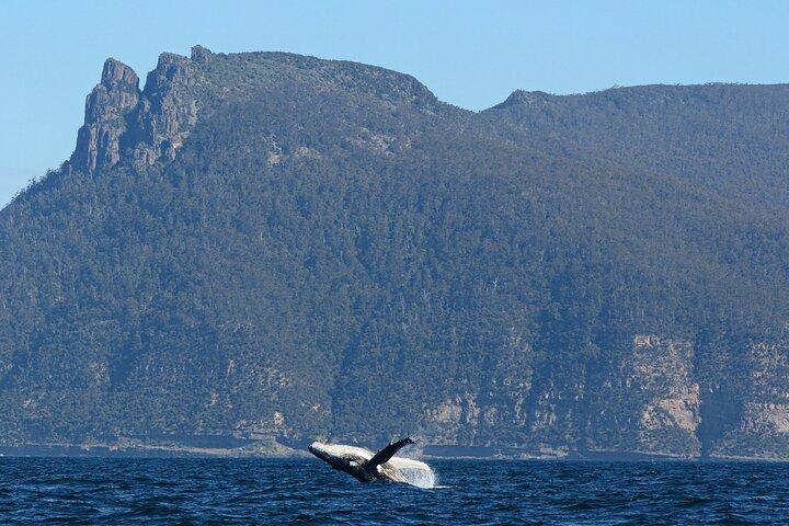 Ile Des Phoques and Maria Island Cruise and Walk Day Tour with Lunch