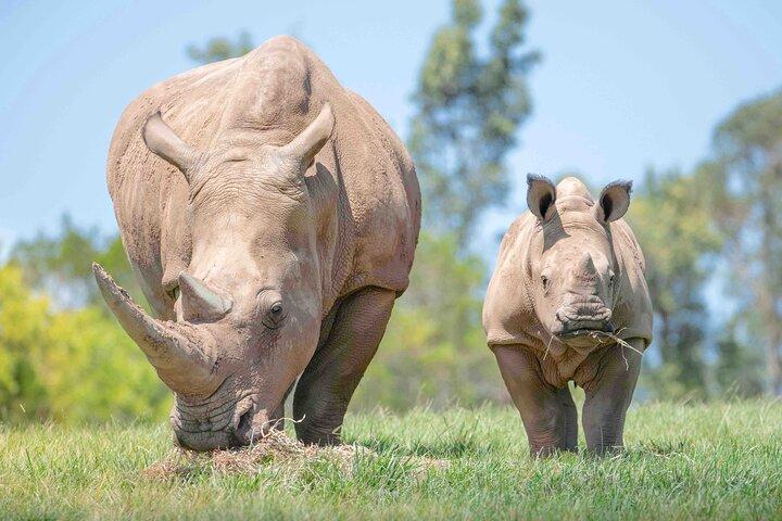 Australia Zoo Transfer from Noosa and Sunshine Coast