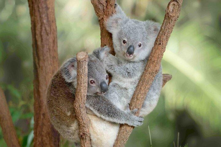 Australia Zoo Transfer from Noosa and Sunshine Coast