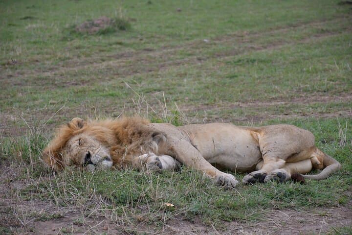 3 Days Masai Mara Budget Safari