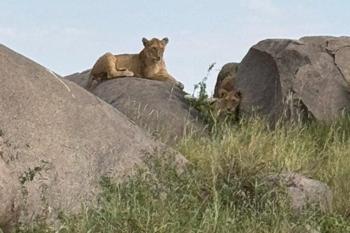 Big Five Classic Safari Tanzania 7 Days Experience All Inclusive