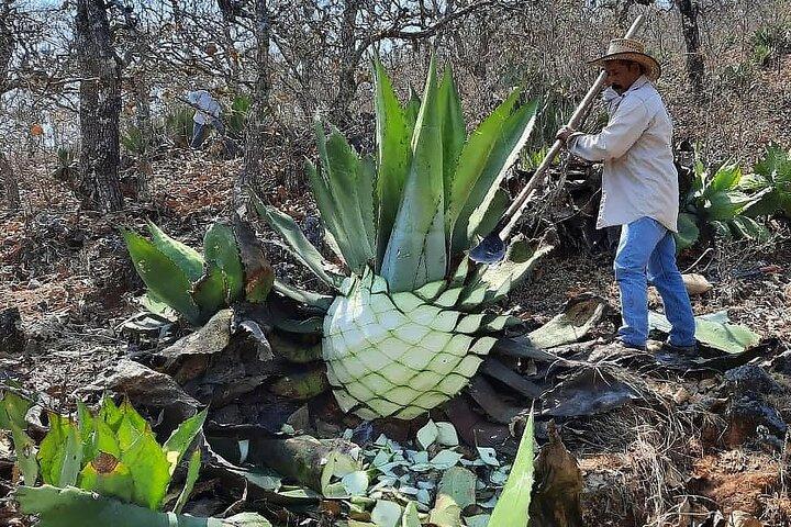 Sustainable Mezcal Tour at an Award Winning Family Distillery