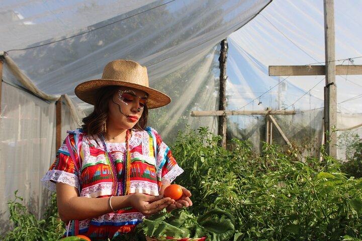 Sustainable Mezcal Tour at an Award Winning Family Distillery