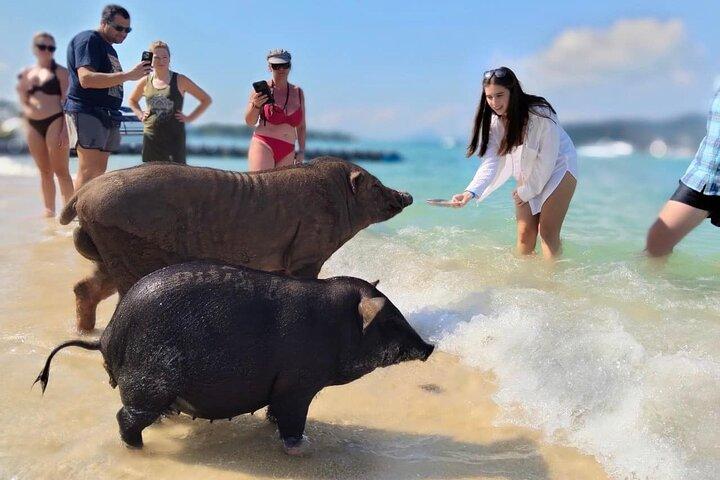 Pig Island Sightseeing, Snorkeling by Catamaran from Koh Samui