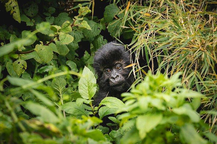 2 Days Rwanda Mountain Gorilla Trekking & Chimpanzee