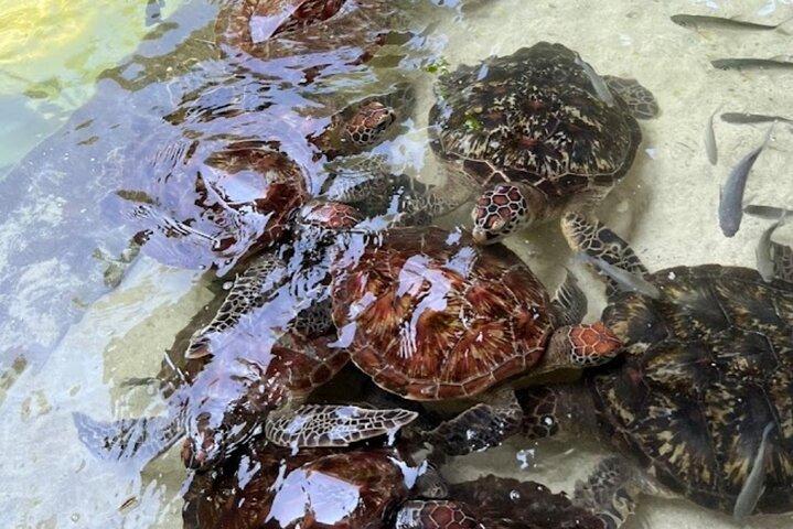 Swim with Sea Turtles at The Lagoons Zanzibar