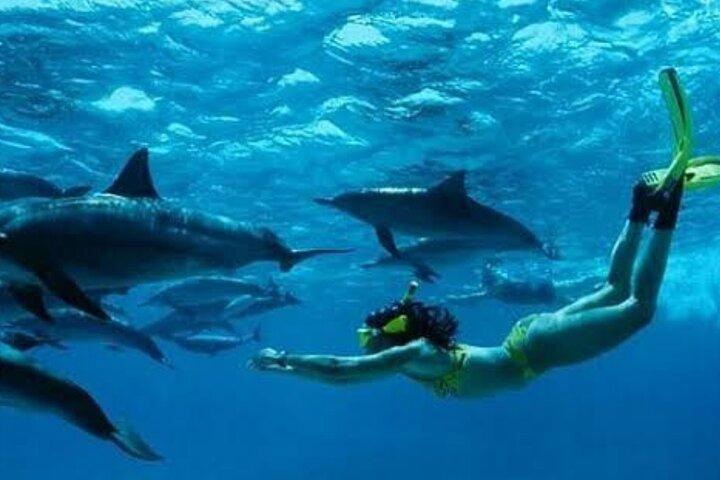 Zanzibar Swim with Dolphins and Turtles Visit at the Aquarium