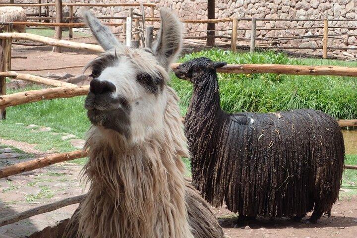 2-Day Sacred Valley and Machu Picchu Guided Tour from Cusco