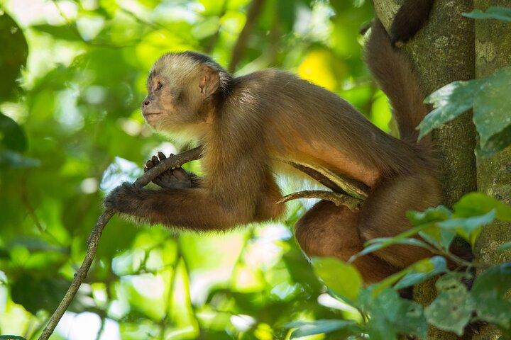 Jungle Eco Jungle And Adventure - 4 Days / 3 Nights