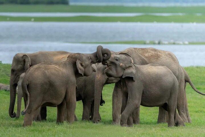 Minneriya National Park Wildlife & Elephant Safari from Sigiriya