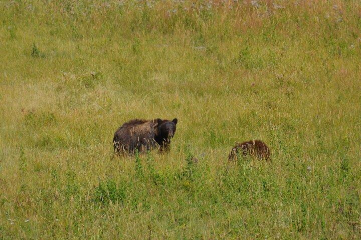 Grand Teton Sunset Tour with Wildlife Viewing and Snacks