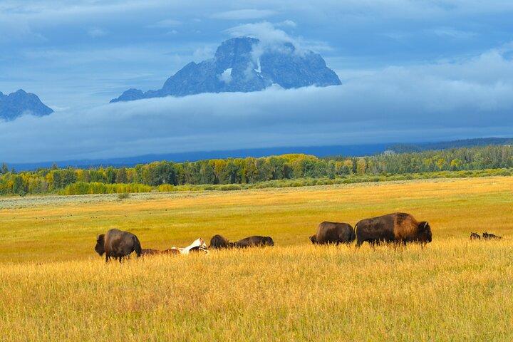 Grand Teton Sunset Tour with Wildlife Viewing and Snacks