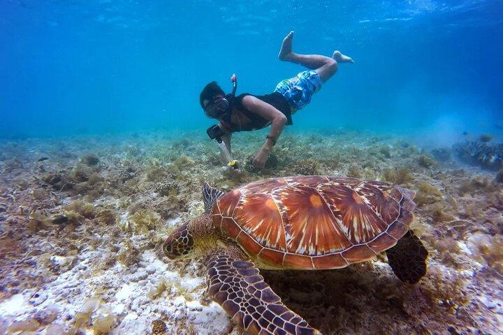 Waikiki: 2-hour Turtle Canyon Snorkeling Adventure