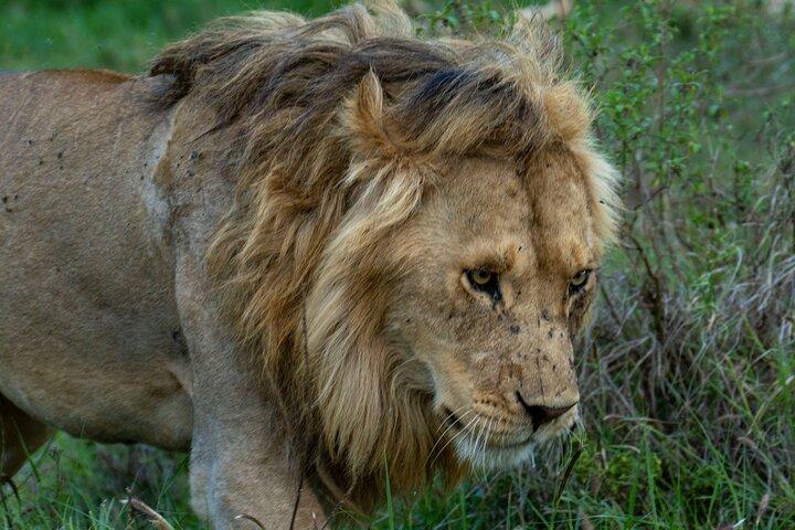 10 Days of Wildlife, Culture & Scenic Beauty from Arusha