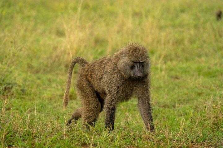 10 Days of Wildlife, Culture & Scenic Beauty from Arusha