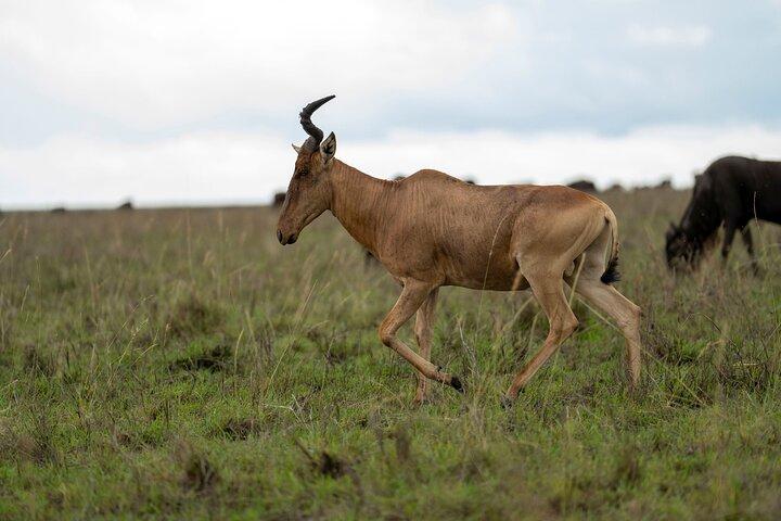 10 Days of Wildlife, Culture & Scenic Beauty from Arusha