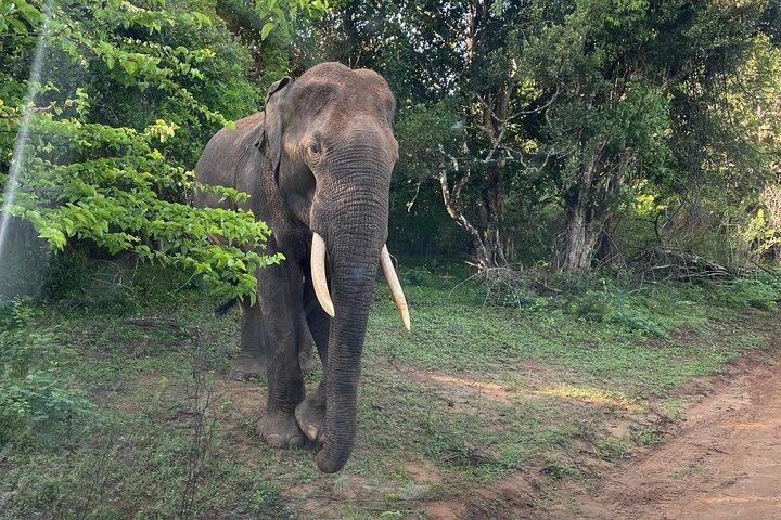Yala National Park Private Safari (All Inclusive) From Mirissa
