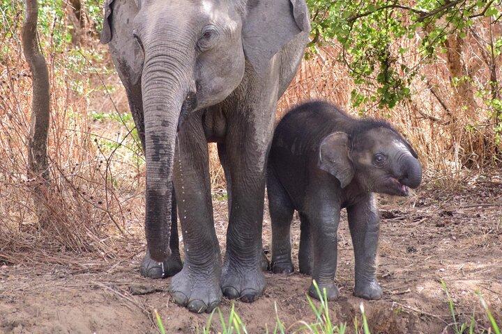 Yala National Park Private Safari (All Inclusive) From Mirissa