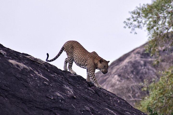 Yala National Park Private Safari (All Inclusive) From Mirissa
