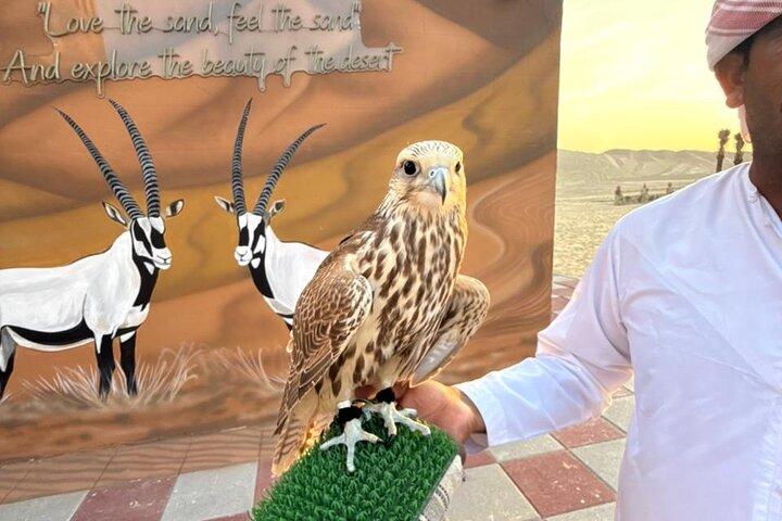 Abu Dhabi Desert Safari BBQ Dinner Camel Ride and Live Shows