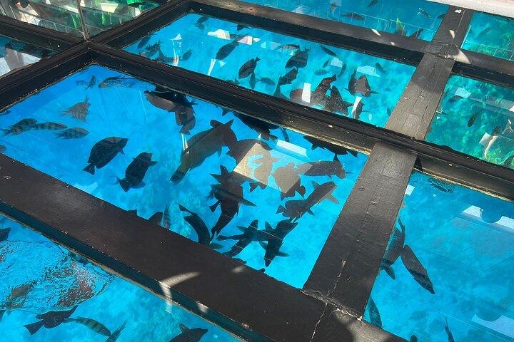 Glass Bottom Boat Excursion in Sharm El Sheikh