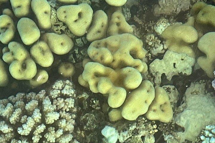Glass Bottom Boat Excursion in Sharm El Sheikh
