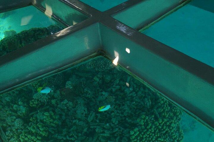 Glass Bottom Boat Excursion in Sharm El Sheikh