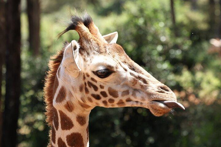 Elephants Orphanage & Giraffe Center Private Tour