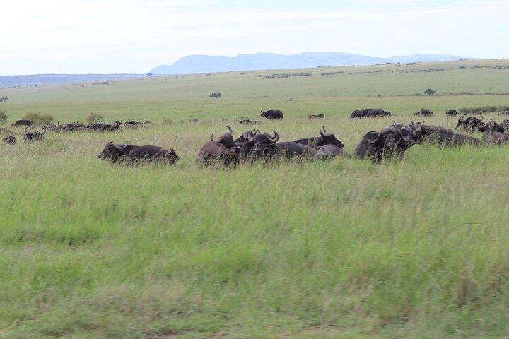 3 Day Ol Pejeta Flight Safari