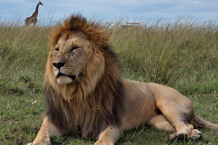 8 days Kenya wildlife JEEP Safari holiday
