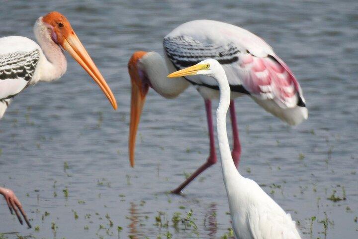 Bird watching in Colombo