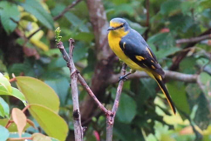 Bird watching in Colombo