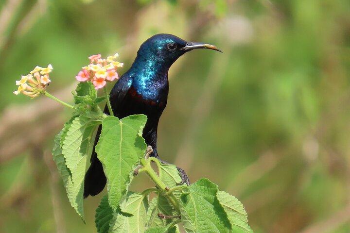 Bird watching in Colombo