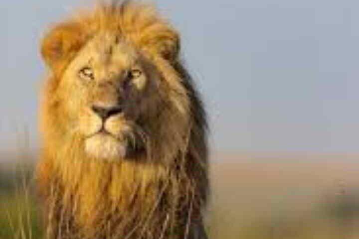 3 Day Maasai Mara with accomodation