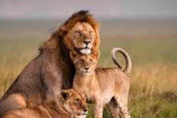 3 Day Maasai Mara with accomodation