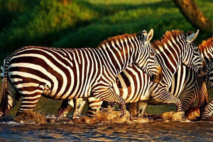 3 Day Maasai Mara with accomodation