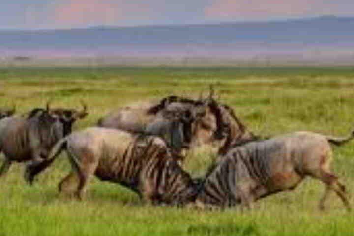 3 Day Maasai Mara with accomodation