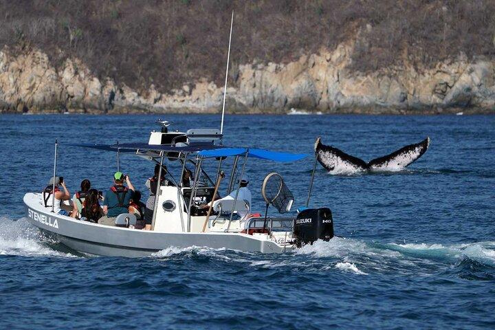 Huatulco Dolphin & Whale Watch Adventures