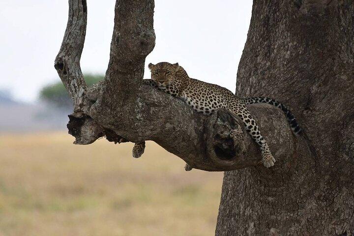 Big Five Classic Safari Tanzania 7 Days Experience All Inclusive