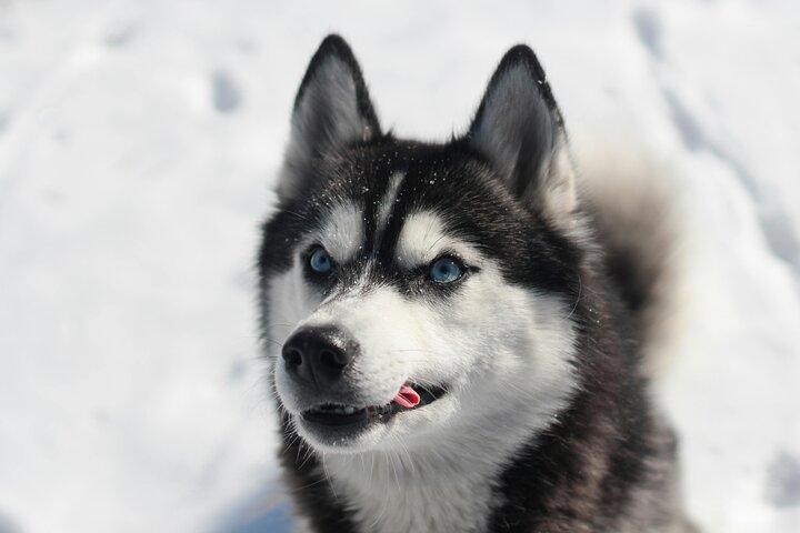 Husky Safari from Levi 2 KM or 5 KM with Husky Sledge Ride