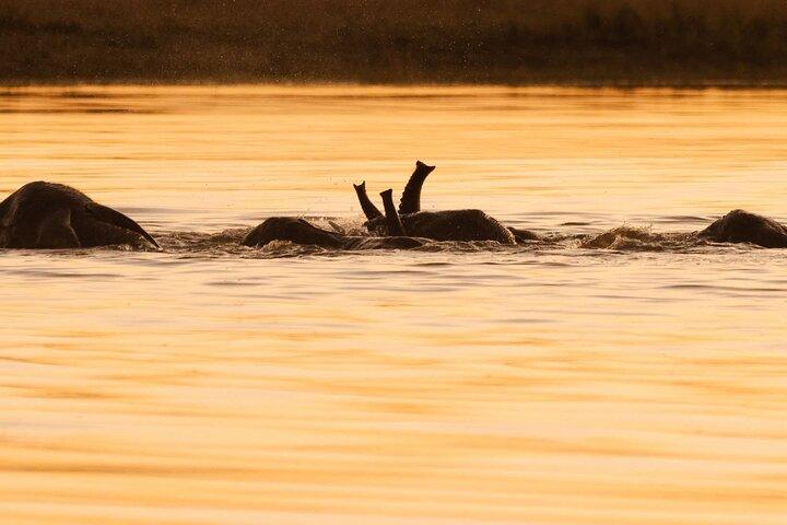 Chobe National Park Safari Daytrip from Livingstone
