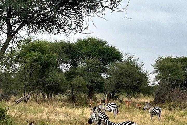 2 Days of Budget Safari to Tarangire and Ngorongoro
