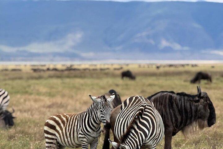 2 Days of Budget Safari to Tarangire and Ngorongoro