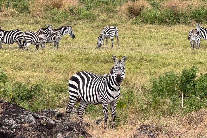 2 Days of Budget Safari to Tarangire and Ngorongoro