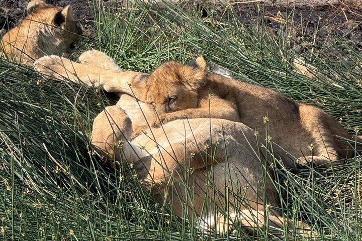 6 Days Private Serengeti Migration Safari